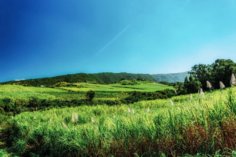 Plantation_cane_de_sucre_AdobeStock_283616761.jpg