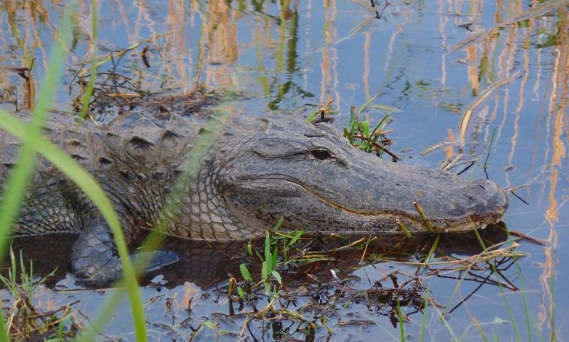 J2_Everglades.jpg