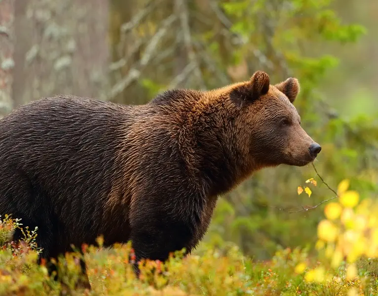 Canada un été indien au pays des ours 