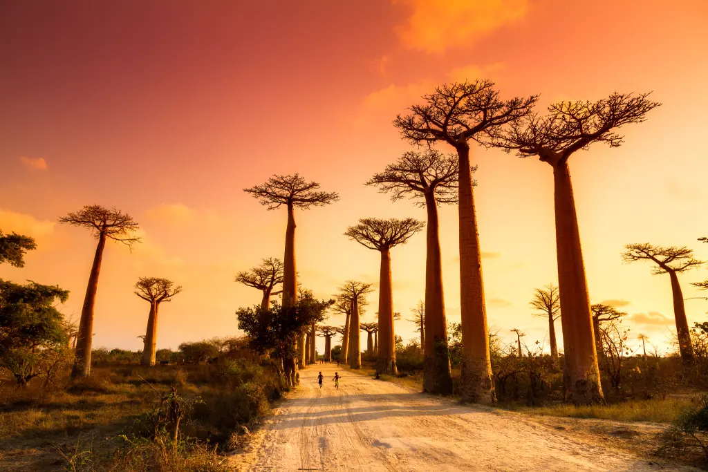 De Madagascar, l'île aux trésors à Maurice l'île envoûtante