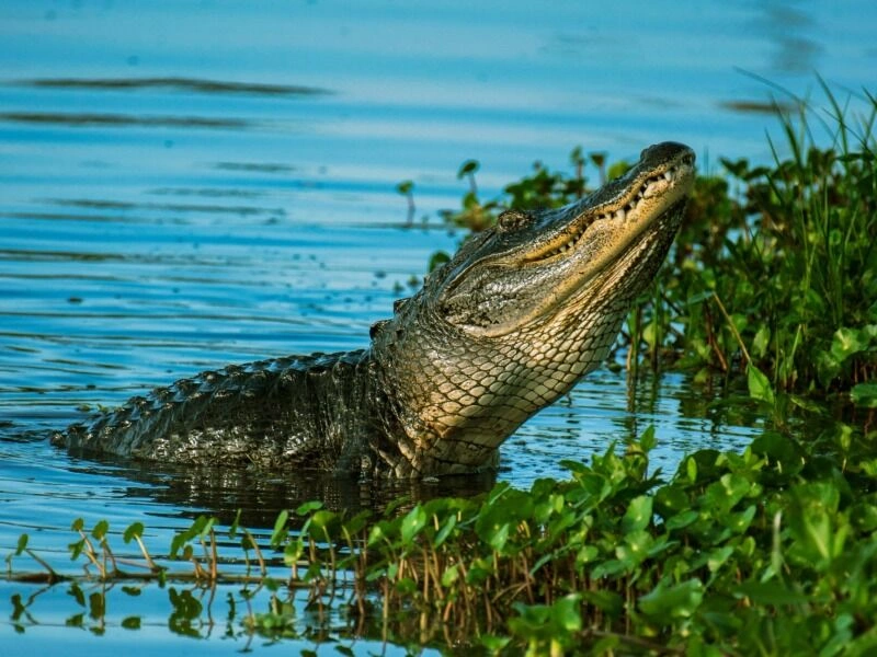 KEY_WEST_EVERGLADES_FORT_MYERS.jpg