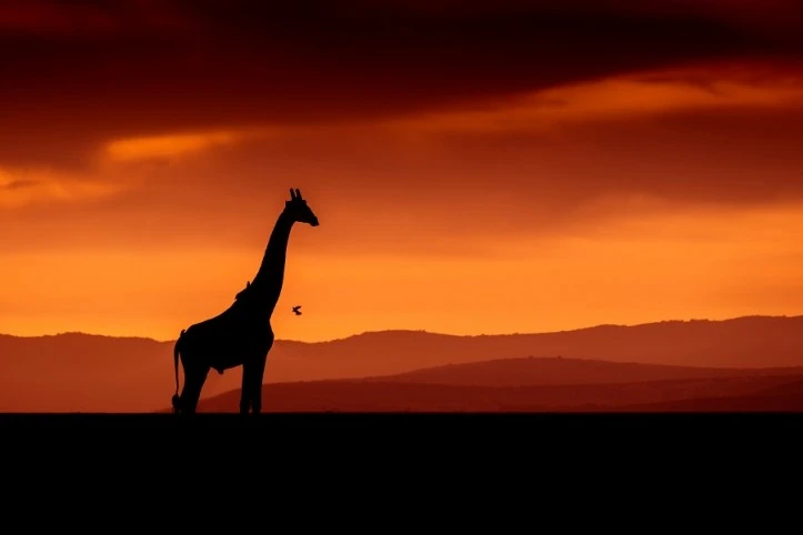 Sur les Terres indomptées du Kenya - Safari-Plage d'exception
