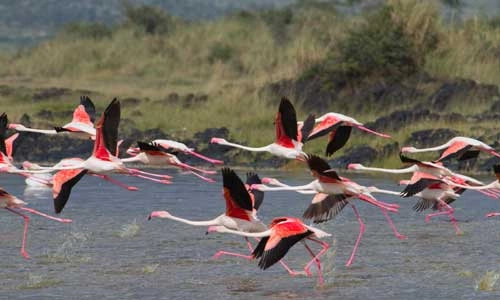 Safari Serengeti 2 nuits et Séjour au Aldiana Club Kwanza 5*