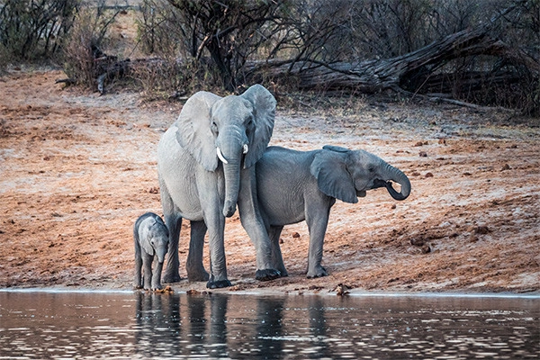 Autotour Namibie et Bande de Caprivi ***