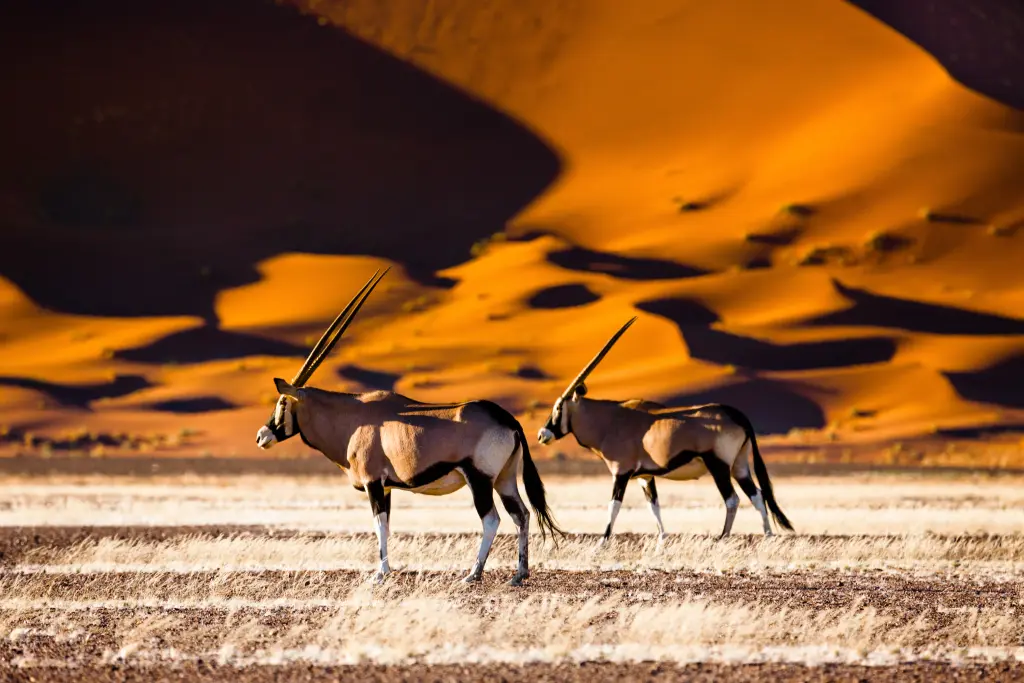 Namibie & Delta de l'Okavongo, du désert rouge aux eaux du Zambèze et Chutes Victoria 