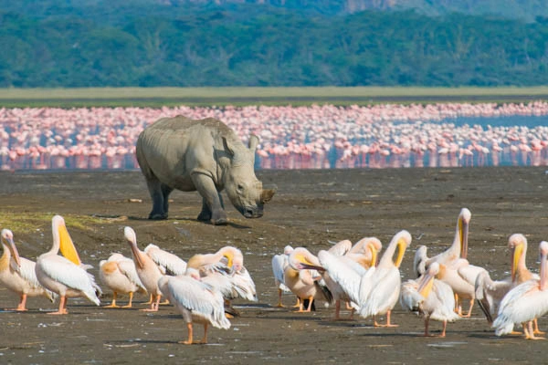 Circuit Safari Express, lacs et savane du Kenya (circuit privatif) + extension au Neptune Village ****