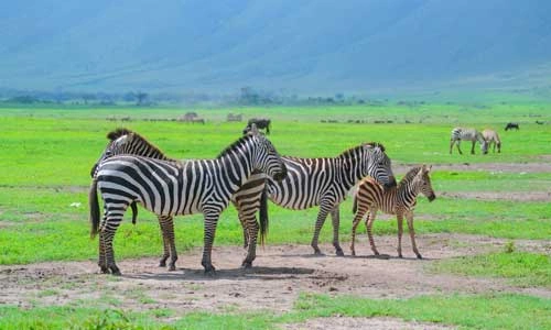 Séjour Kappa Club Dream's Bay Boutique Hotel 4* & Safari Saadani 1 nuit