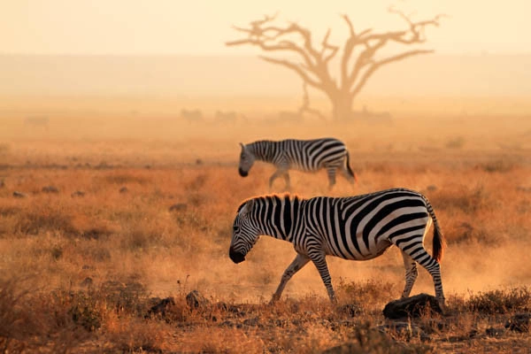 Fram Selection Pongwe Bay Resort 5* avec 2 nuits au Parc de Selous