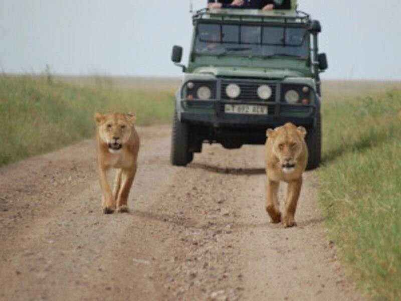 Safari Serengeti 1 nuit et Séjour au Palumbo Mnemba View Resort 4*