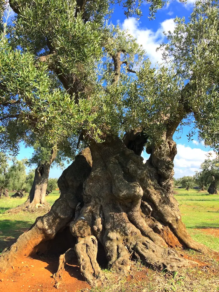 olive-tree.jpg