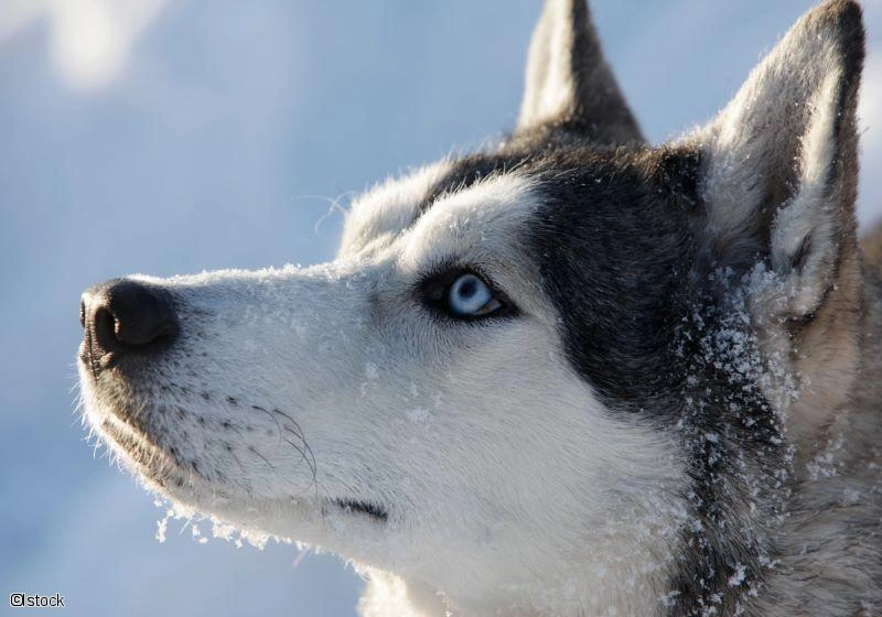 2026 - Noël au Québec - L'Hiver au Cap au Leste - 50 personnes maximum