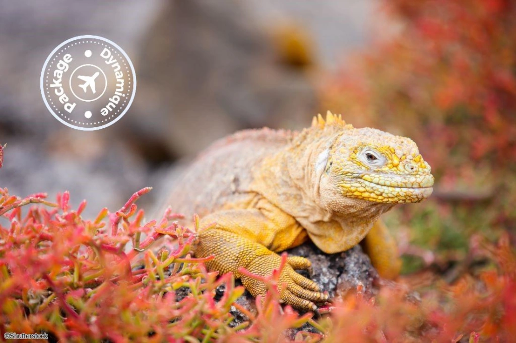 2026 - Circuit Des Andes d'Equateur aux îles des Galapagos - Vols flexi - 16 personnes maximum