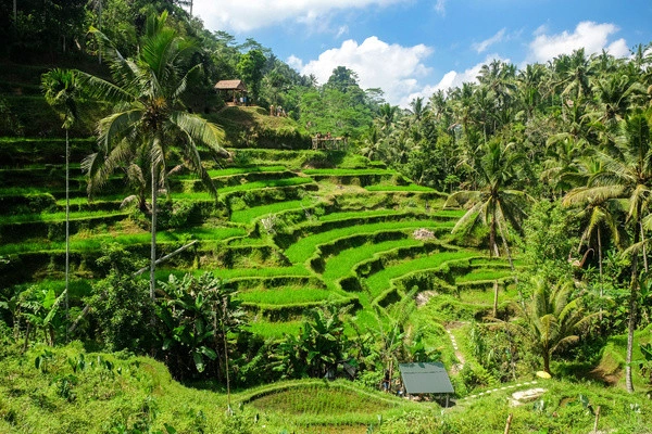 Circuit De l'âme d'Ubud aux rivages d'Amed 3* et extension au Framissima Évasion Bali Tropic Resort & Spa *****