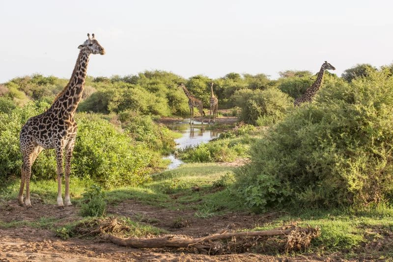 Girafes_Lac_Manyara_Tanzanie_AdobeStock_284365447.jpg