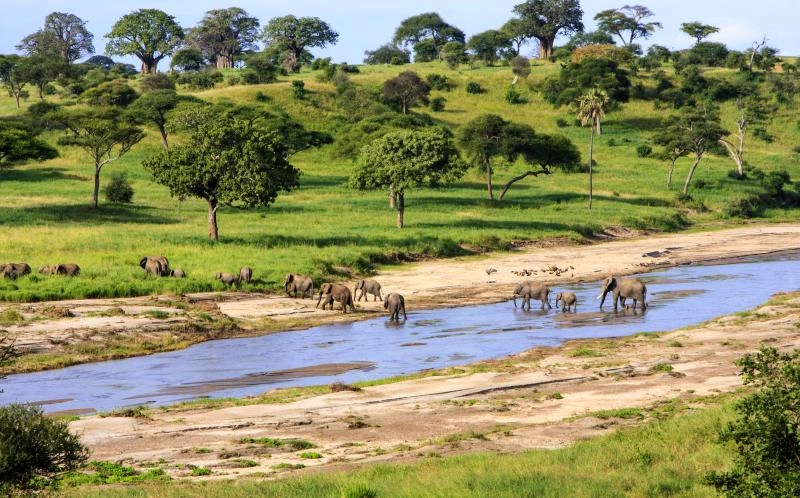 Serengeti_National_Park_AdobeStock_157098316.jpg