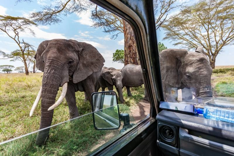 Serengeti_safari_AdobeStock_238754607.jpg