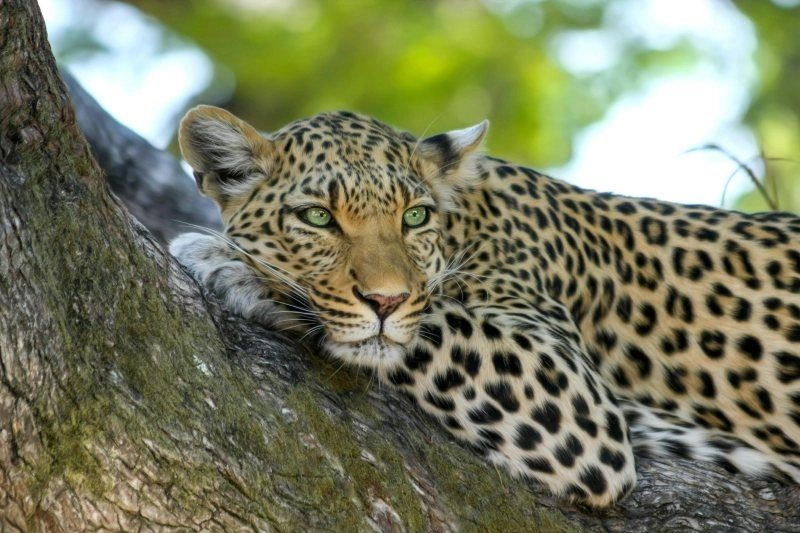 Séjour Kappa Senses Zanzibar 5* & Safari Saadani 2 nuits