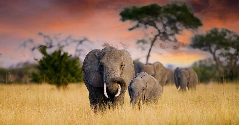 Tarangire_National_Park_AdobeStock_394201577.jpg