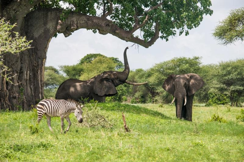 Tarangire_AdobeStock_210044985.jpg