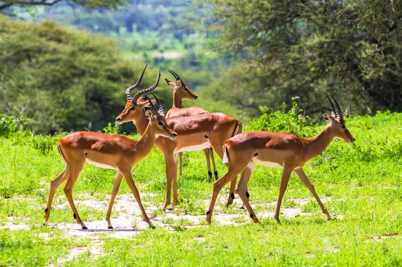 Tarangire_National_Park_AdobeStock_192816999.jpg