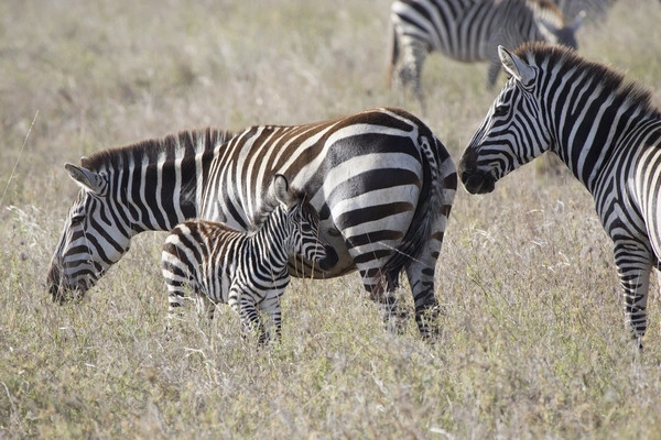 Combiné circuit et hôtel Palumbo Mnemba View Resort 4* avec 2 nuits au Parc de Selous