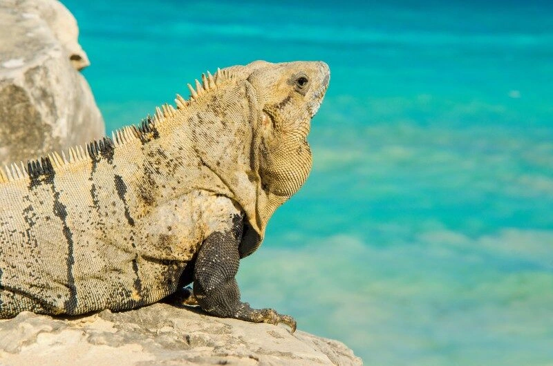 Iguana_Yucatan_AdobeStock_196523737.jpg