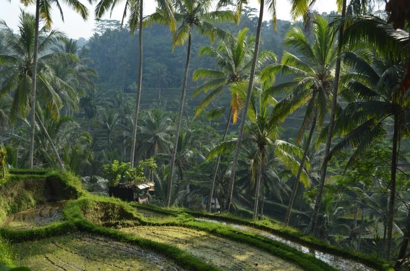 christinak93-indonesia-4616369.jpg
