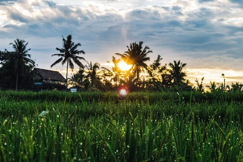 cocoandwifi-paddy-4996872.jpg