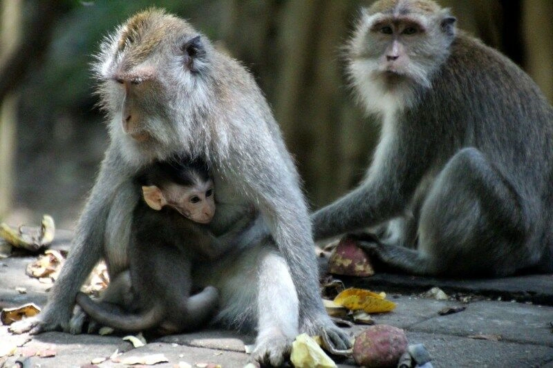 freiheitsjunkie-monkey-family-5372027.jpg