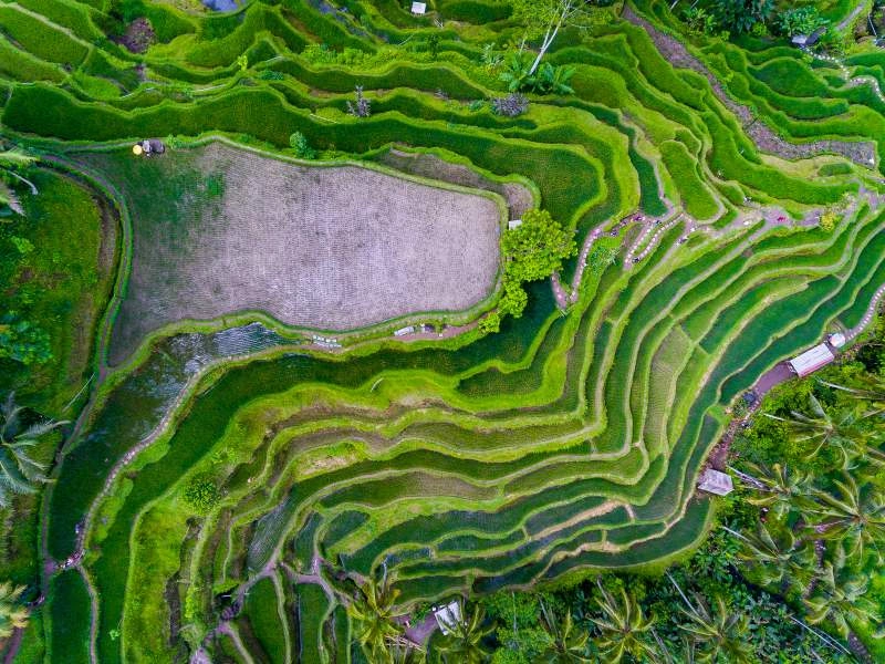 Ubud_riziere_AdobeStock_156014683.jpg