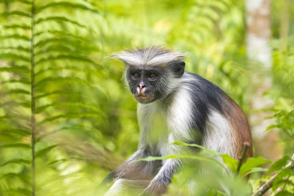 Circuit Zanzibar : entre nature, senteurs et plages (Framissima Evasion Voi Kiwengwa Resort) ****