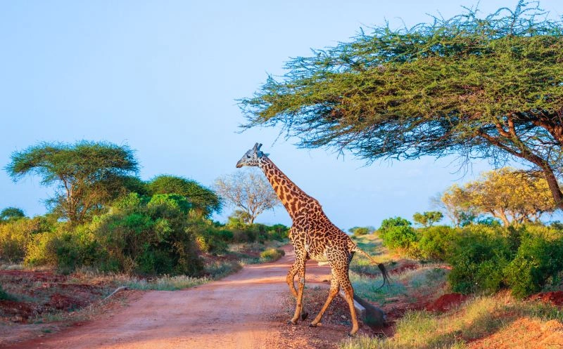 Tsavo_East_Jirafe_AdobeStock_135627987.jpg