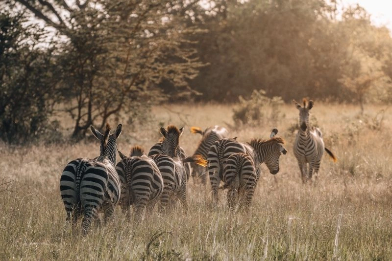Safari Ngorongoro 3 nuits et Séjour au Club Coralia Olzadia Boutique Hotel 4*