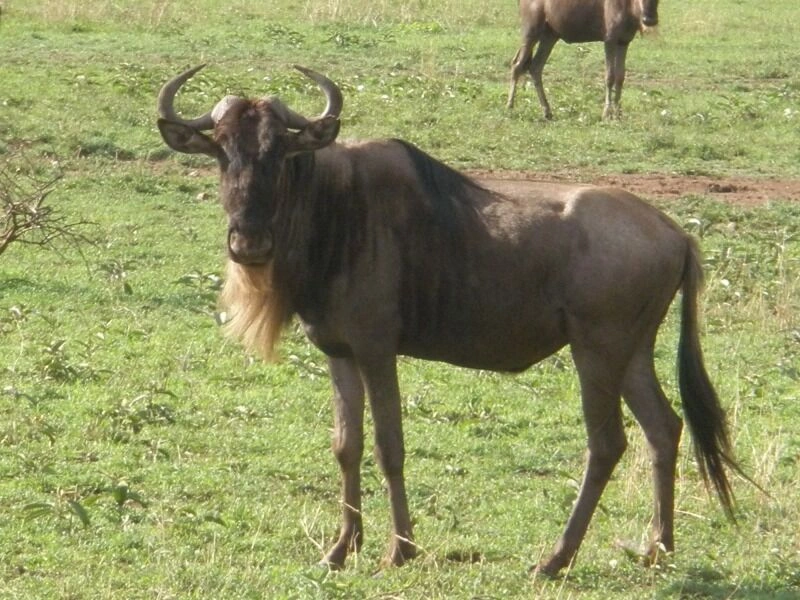 Combiné d'Amboseli au Serengeti