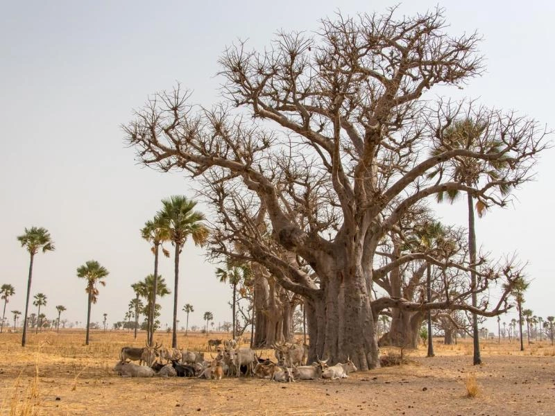 Casamance, des Iles et des Hommes - De Dakar à Dakar