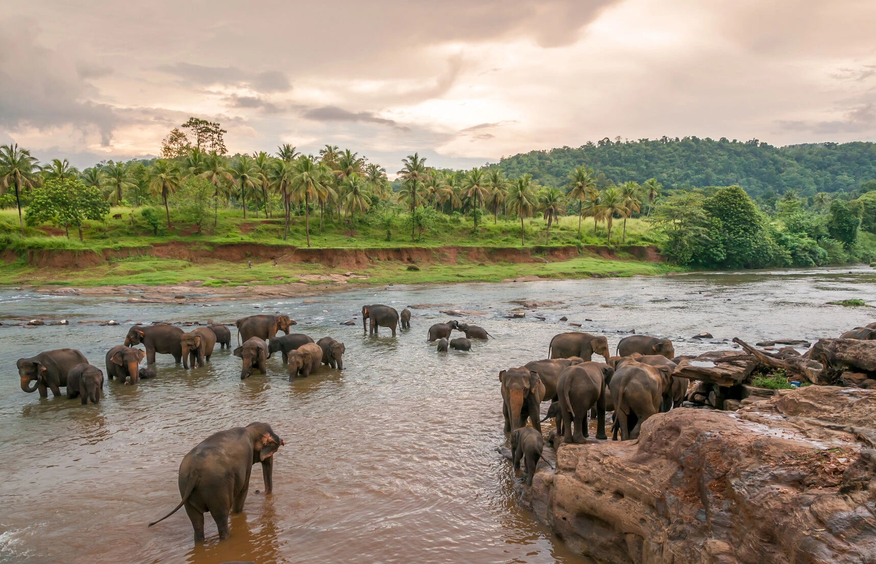 Elephant_Pinnawala_Fotolia_52107088_Subscription_Monthly_M.jpg