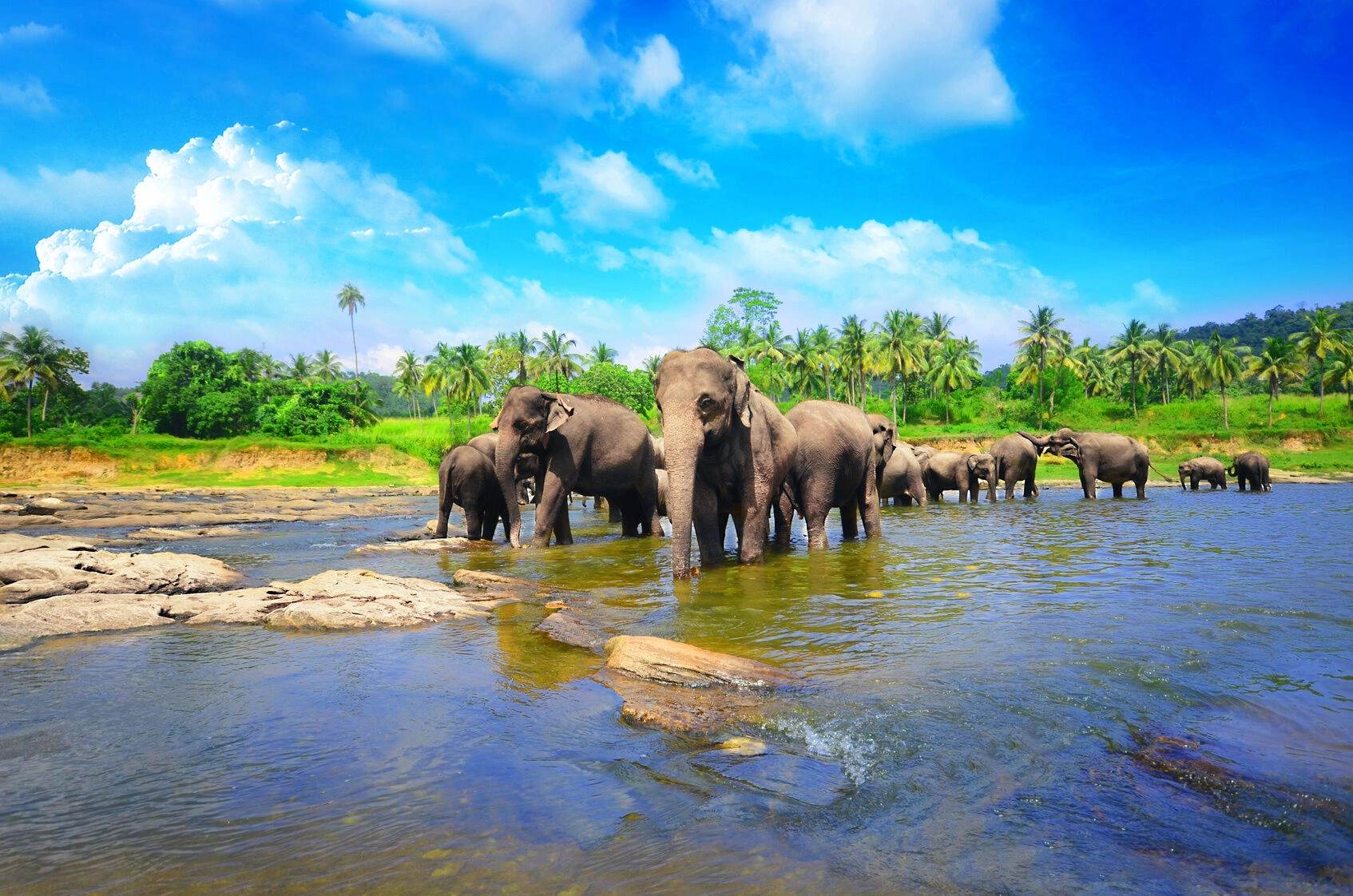 Pinnawala_orphelinat_elephant_Fotolia_82846388_Subscription_Monthly_M.jpg