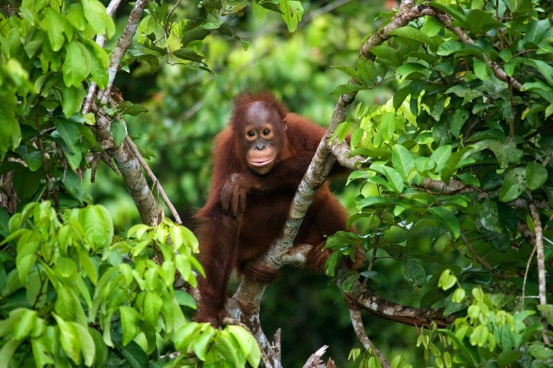 Orang.jpg