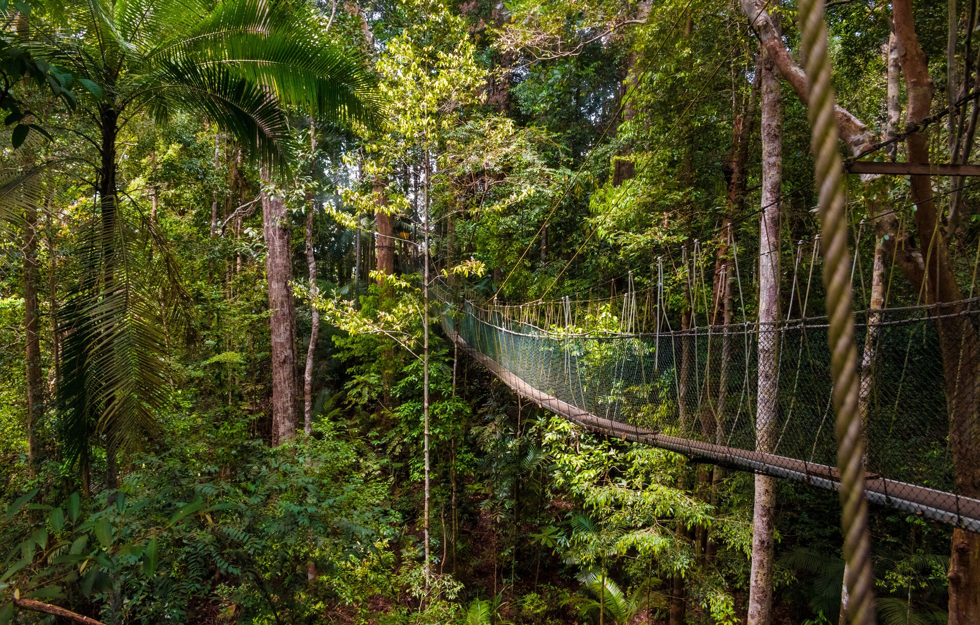 Taman_Negara_AdobeStock_209984591.jpeg