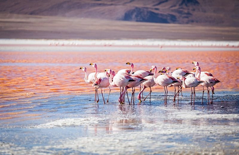 Lagune__bolivie_Fotolia_90148354_Subscription_Monthly_M_-_1K_JPEG.jpg
