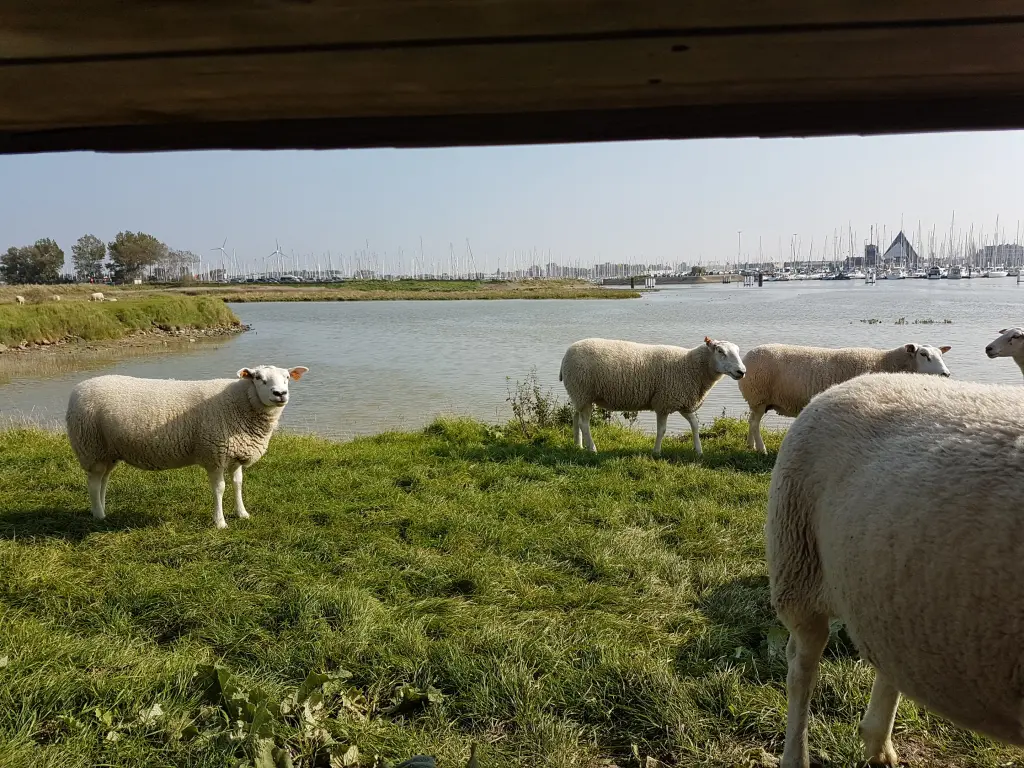 Nieuwpoort-Plage : joli appartement avec grande terrasse ensoleillée.